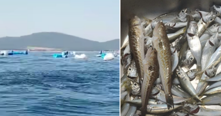 Завря от лефер край СозополЛеферът Pomatomus saltatrix наричан още чернокоп или гофан е хищна морска риба