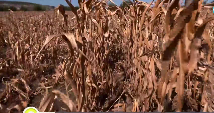 Реколтата от царевица в Монтанско тази година е почти нулева