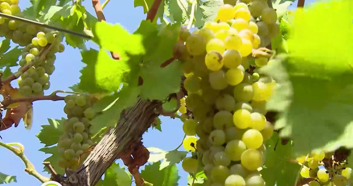 В Североизточна България се очертава значително по слаба от обичайната реколта