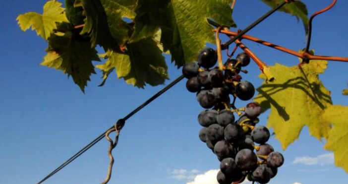 По горчиво вино ще пият винопроизводителите в Югозападна България тази година