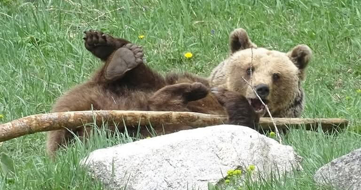 За промяна в работното време предупреждават от Парка за мечки