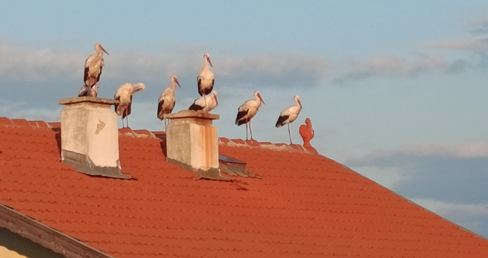 Читател ни изпрати прекрасна гледка от варненския квартал Виница Там все