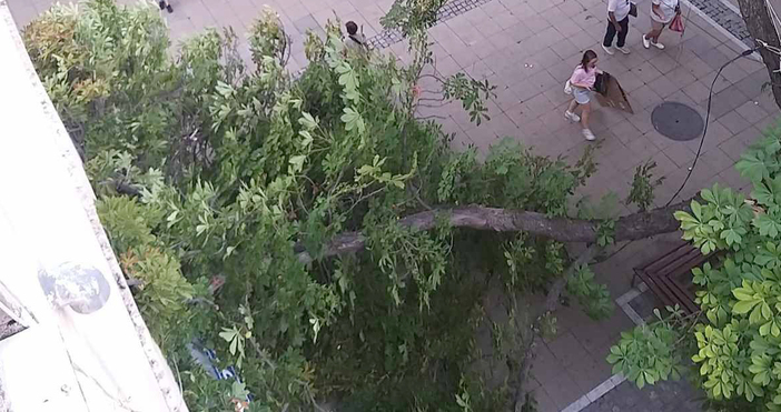 Голям клон от дърво се прекърши и падна тази вечер