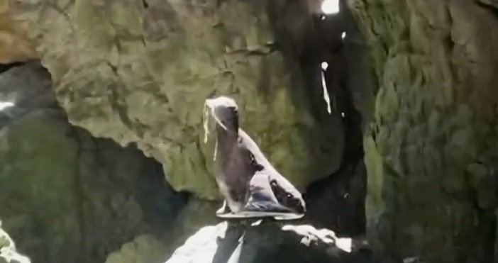 Неизвестни с джетове задигнаха емблематичната скулптура на тюлена монах в