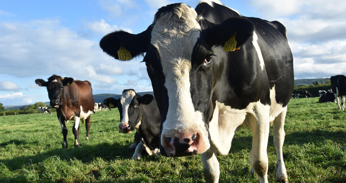 Много често си представяме млечните ферми като мирни места където