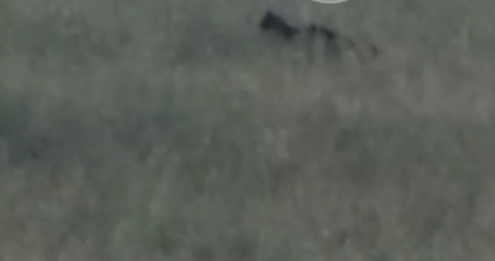 На кадрите се вижда как голяма котка се разхожда сред