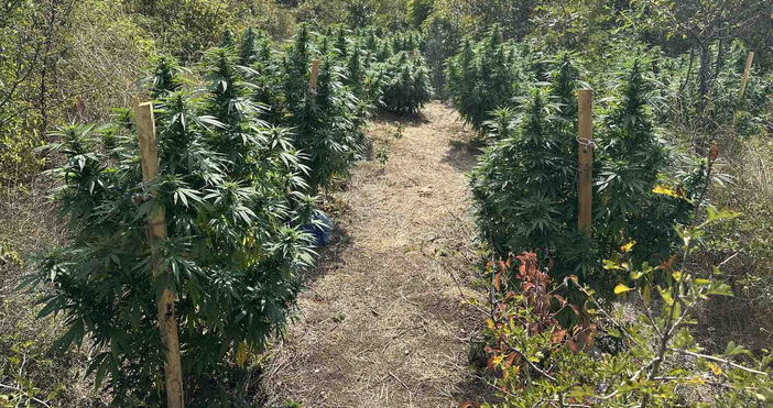 Снимки ОД на МВР ВарнаКриминалисти от варненската полиция разбиха