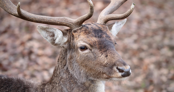 41 годишен шофьор блъсна елен в Кърджалийско и избяга съобщиха от
