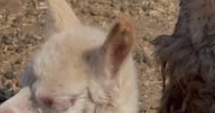 Нов сладък и пухкав обитател радва посетителите на зоопарка в