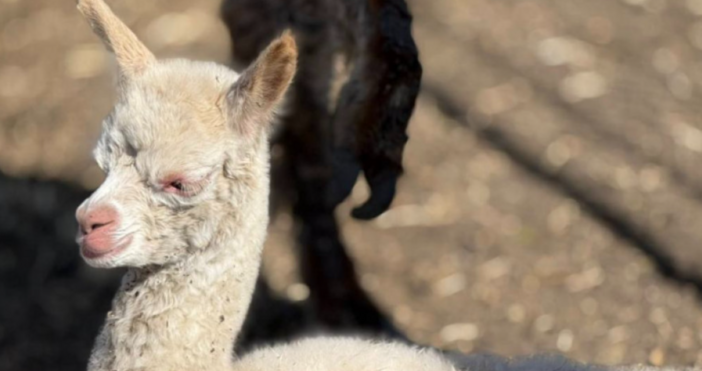Най новият обитател на Зоопарк Бургас все още няма име но
