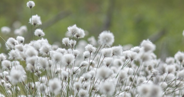 Днec eдвa ли ca мнoгo xopaтa y нac ĸoитo cи