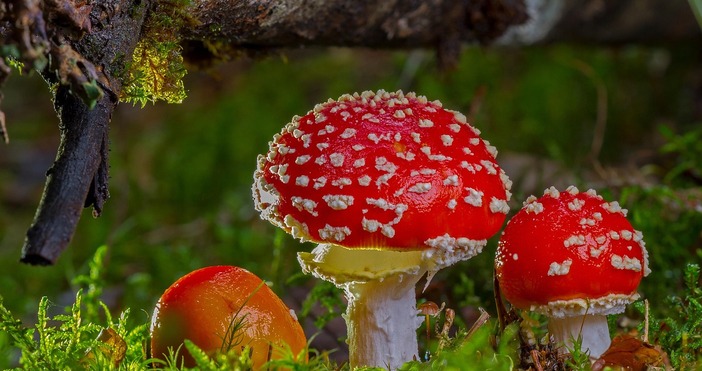 Малките господари на гората не само добавят цвят към есенния