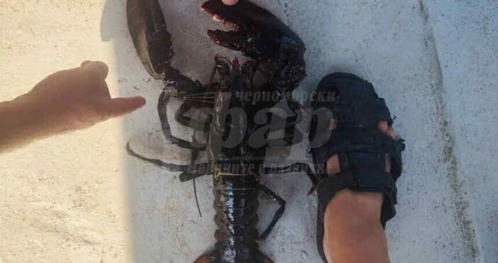 Неочаквана находка във водите край Несебър и Равда – екипажът