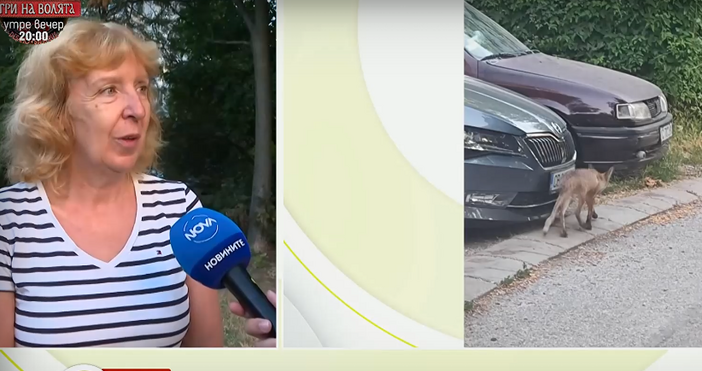 кадри Нова твПопулация от поне шест лисици създава проблеми на