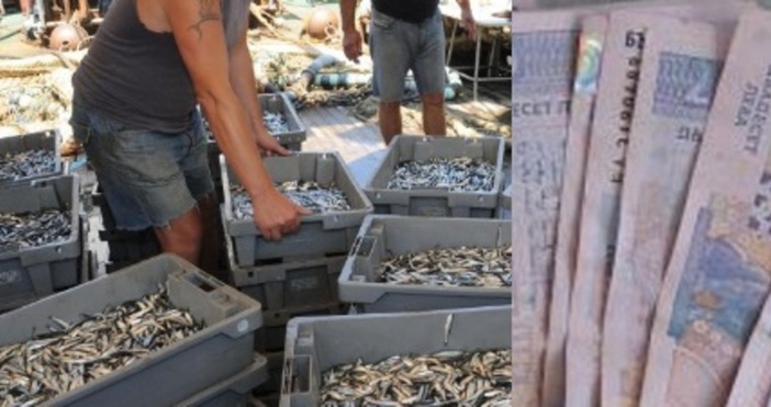 Една от любимите риби на българина е сафрида Напазара в