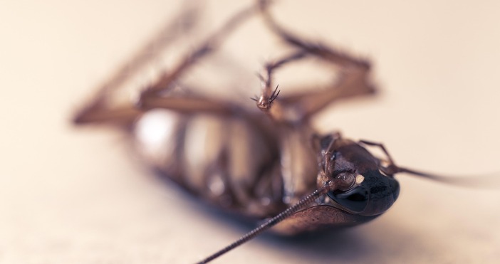 Може техни яйца да завладеят дома виДа попаднеш на хлебарка