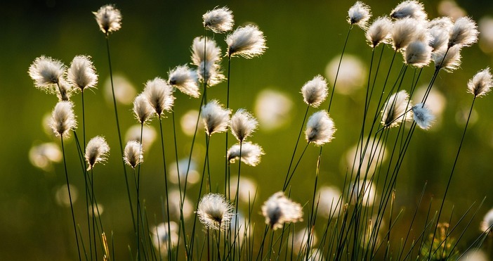 България има ограничение от ЕС за площите максимум 33