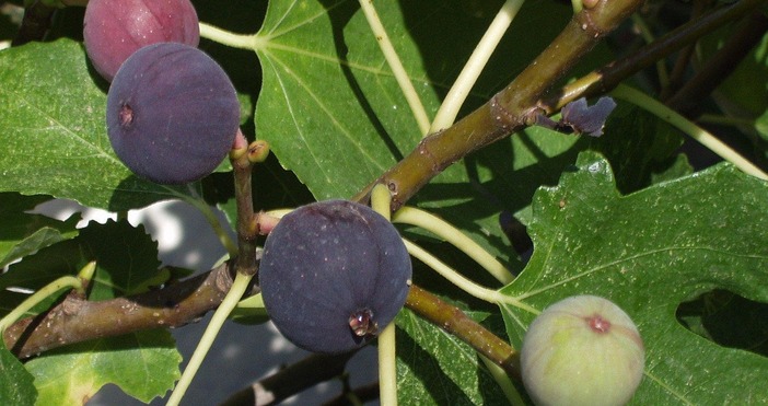 Снимки Смокините не са просто вкусен плод в края на