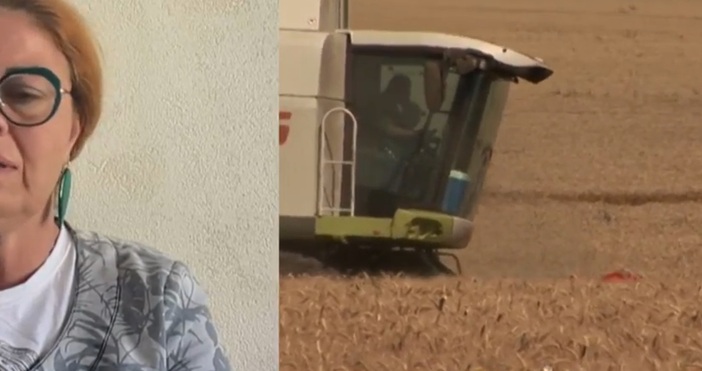 Фалити грозят зърнопроизводителите в Добруджа Жътвата на слънчогледа още на