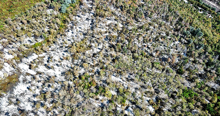 Няма тлеещи участъци при пожара в гората над кв Аспарухово