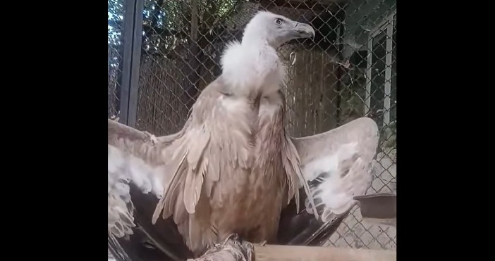 Гледачите от сектор  Птици  полагат специални грижи за най възрастната птица сред белоглавите лешояди на Софийския зоопарк Това съобщиха