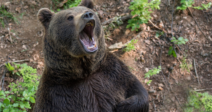 Мечка стръвница е влязла в манастира Свети Спас в Сопот