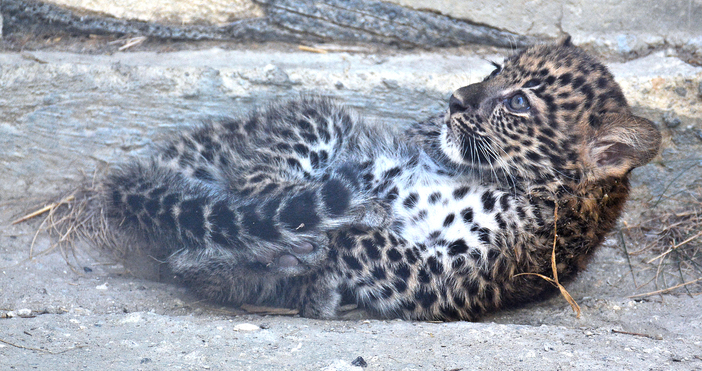 Бебето леопард Виктория е най новото попълнение във варненския Зоопарк и вече