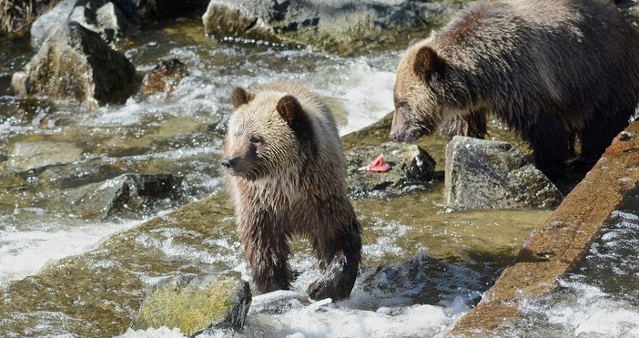 Кафява мечка и двете й малки слязоха в района на водопад