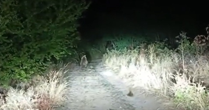 Мечка стръвница нахлу в женския манастир Свети Спас край Сопот