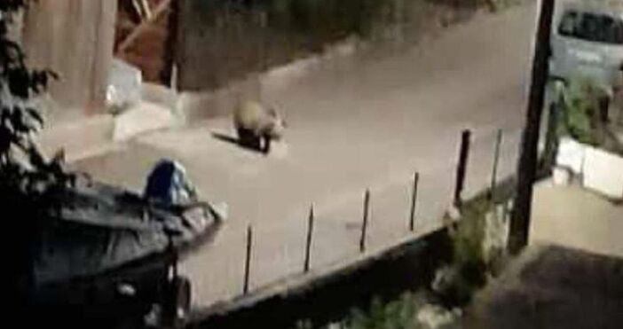 Мечка е заснета да се разхожда по улица в Доспат