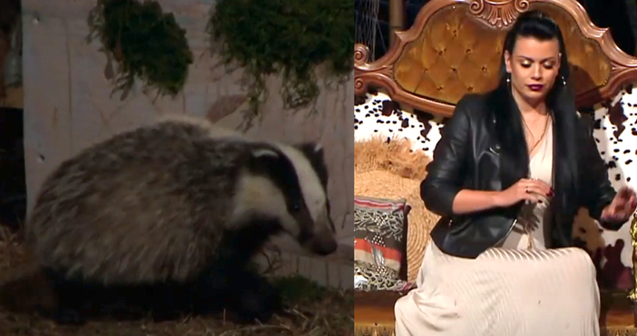 Мая Иванова Кадър Нова ТВБорсук стресна Ралица Паскалева в Игри