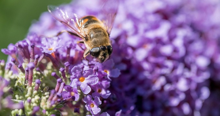 Люляк ръзцъфтя село Чакали община Елена Това съобщи Метео Балканс Става