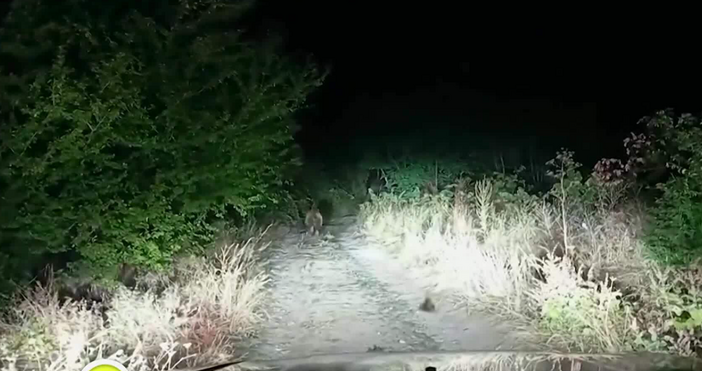 Популацията на мечки в България се е увеличила рязко за