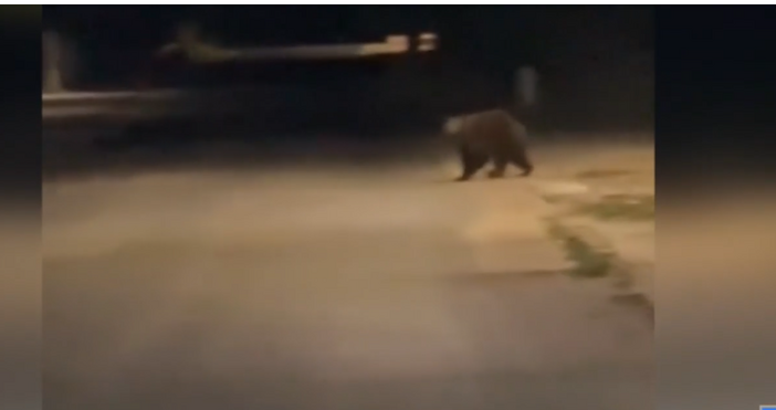 кадри БНТМечка беше забелязана снощи на оживена улица в Ловеч
