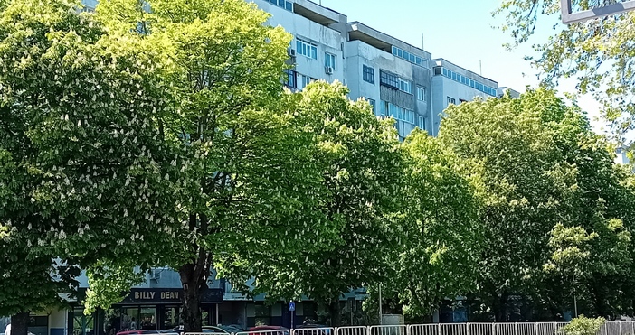 Служители на Общинско предприятие Дезинфекция дезинсекция дератизация ДДД ще извършат