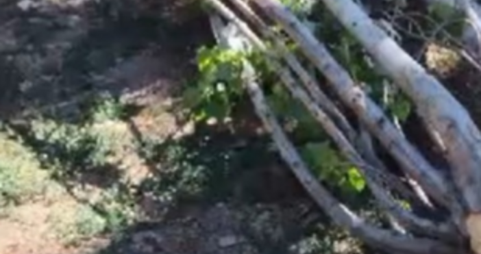 Голям клон се стовари на метри от преминаващ човек в