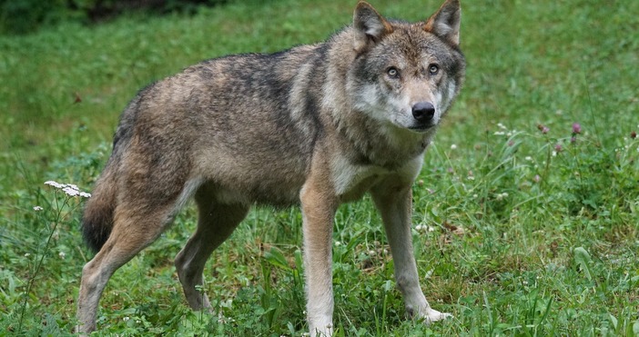 Вълк е нападнал 5 годишно момиче от Сърбия на плаж в