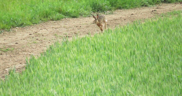 По предложение на природозащитната организация WWF България Министерството на околната