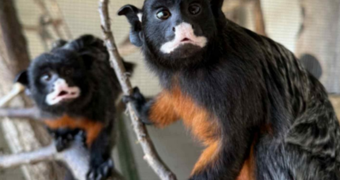 Зоопарк Бургас вече е дом на едни от най очарователните представители