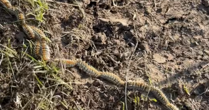 Боровата процесионка прониква и в Северна България до 50 г