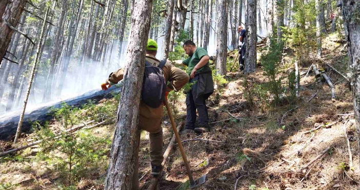 Щетите след пожара в Пирин който пламна на 25 юли