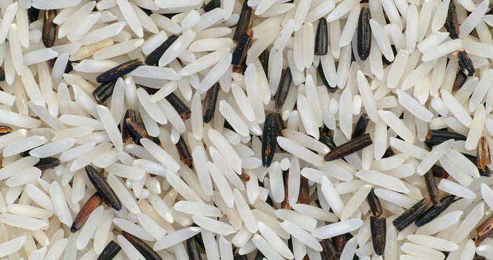 Оризопроизводителите бият аларма че са пред фалит заради сушата  Липсата на