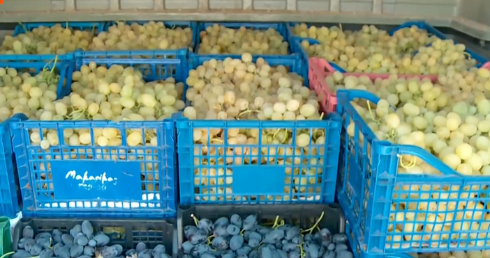 Много добра реколта от грозде тази година отчитат производители от