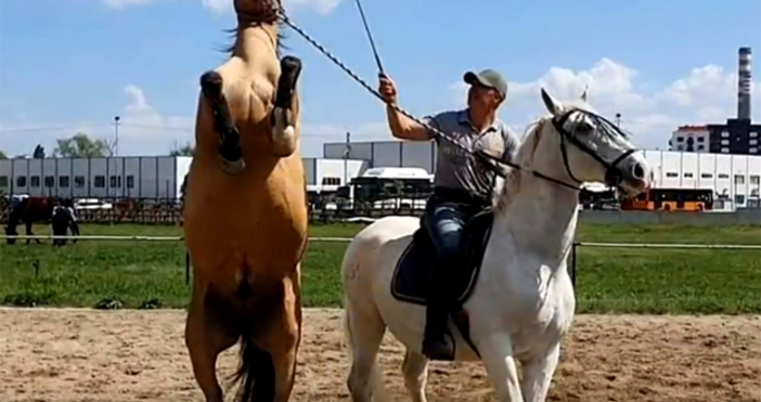 Каскадьор и треньор на коне това е визитката на