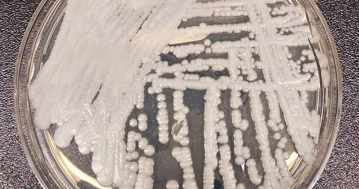 Shawn Lockhart УикипедияОпасна гъбичка която проявява висока резистентност към повечето