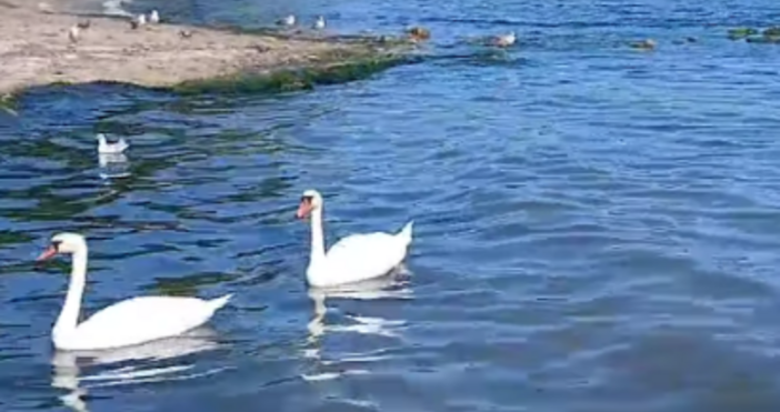 Климатичните промени побъркват и животните Първите лебеди са пристигнали във Варна В