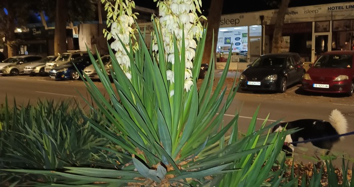 Варненка показа доста интересна гледка в района на Спортната зала Ето