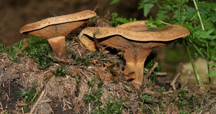 С настъпването на сезона в който природата е богата на