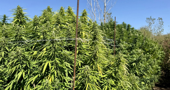 Снимки МВРГора от канабисови дървета разкриха служителите на ГДБОП при