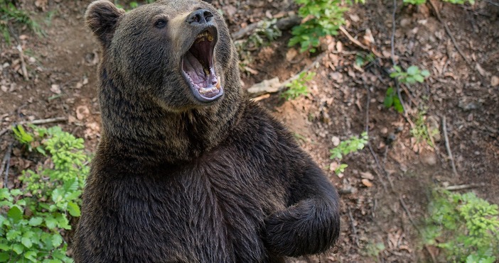 Екологичната инспекция във Велико Търново е констатирала щети за близо